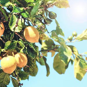 久久精品人成免费
